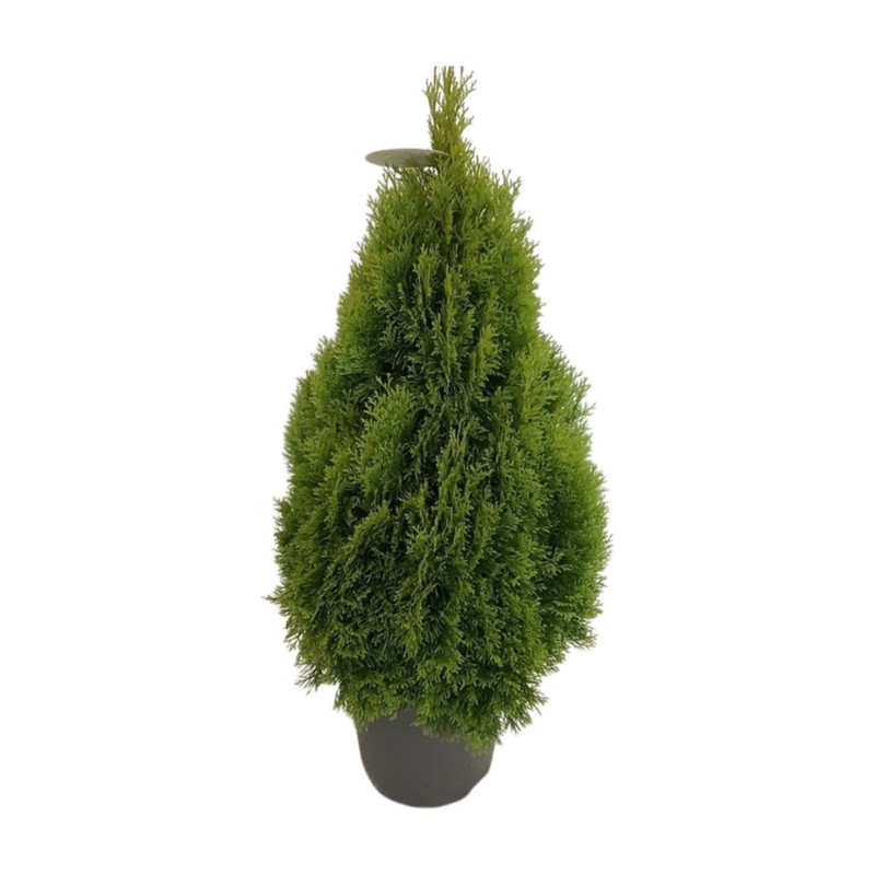 thuya golden smaragd - janet gold en taille 90/100 cm pot de 12 litres thuya golden smaragd - janet gold en taille 90/100 cm pot de 12 litres