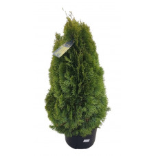 thuya golden smaragd en taille 100/125 cm pot de 15 litres