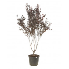 prunus pourpre à fleurs en grande cépée 350/375 cm pot de 130 litres