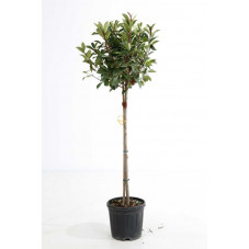 photinia boule 35 cm sur demi-tige 100/120 cm