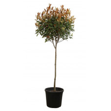 photinia boule 50 cm sur demi-tige 100/120 cm