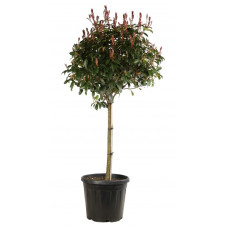 photinia boule 60 cm sur demi-tige 100/120 cm