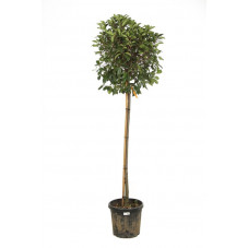 photinia boule 80 cm sur demi-tige 100/120 cm