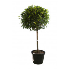 photinia boule 100 cm extra gros sujets sur demi-tige 120 cm