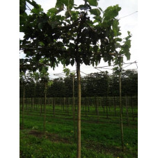 murier platane parasol tige circonférence 18 cm en motte grillagée
