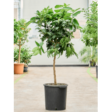 cedratier - citrus main de Bouddha - demi-tige 180 cm