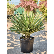 yucca gloriosa variegata grosse plante 90 cm - pot diam. 40 cm