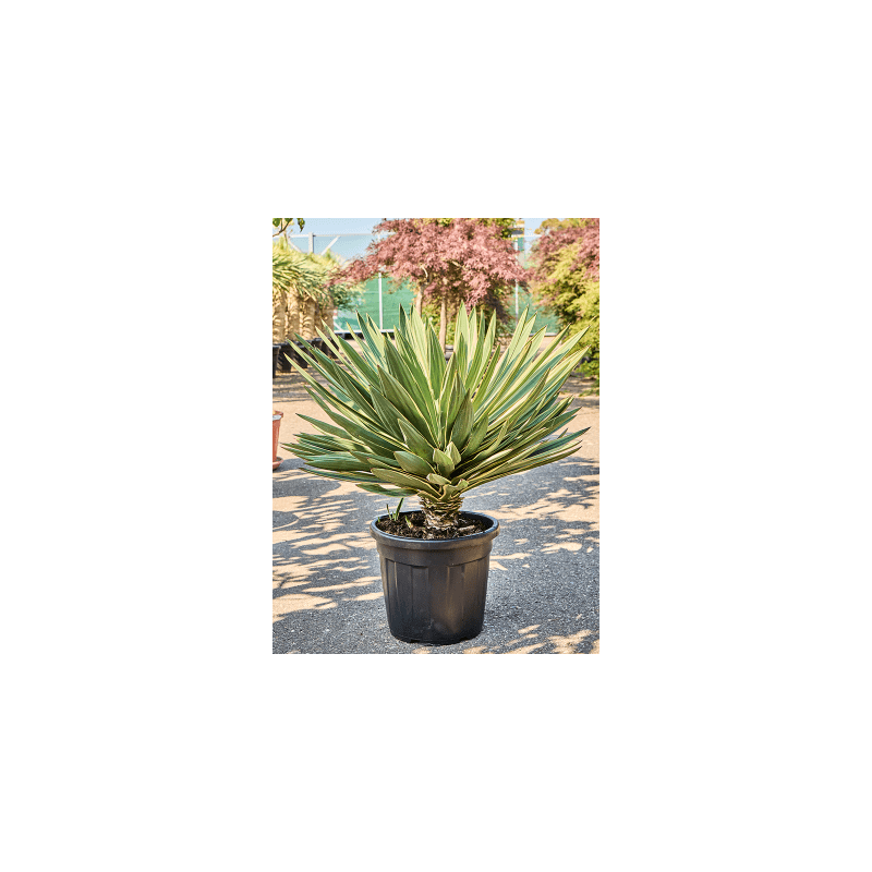 yucca gloriosa variegata grosse plante 90 cm - pot diam. 40 cm yucca gloriosa variegata grosse plante 90 cm - pot diam. 40 cm