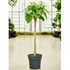 ficus umbellata tige 150 cm - en pot de diam. 35 cm