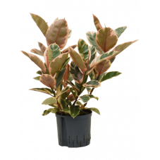 ficus elsatica belize 60/70 cm pot diam. 24 cm