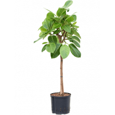 ficus altissima yellow gem tige 110 cm pot diam. 24 cm