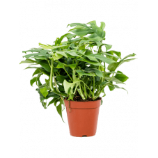 monstera minima 25 cm pot diam. 15 cm