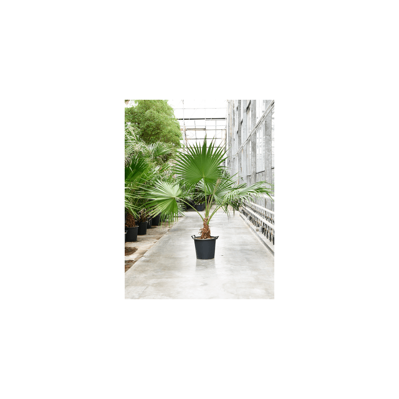 palmier éventail - livistona rotundifolia 105/110 cm pot diam. 24 cm palmier éventail - livistona rotundifolia 105/110 cm pot diam. 24 cm