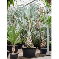 palmier bleu - bismarckia nobilis en taille 550 cm pot dism. 120 cm - très gros sujet