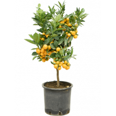 citrus calamondin 70 cm