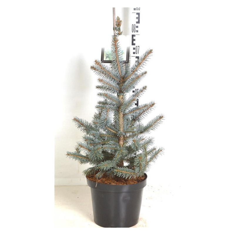 sapin bleu fat Albert 60 cm pot de 7.5 litres sapin bleu fat Albert 60 cm pot de 7.5 litres