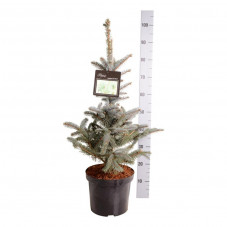 sapin bleu Fat Albert 60 cm pot de 7.5 litres