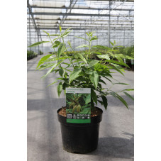 chimonanthe 40 cm pot de 3.5 litres
