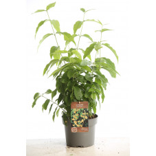 chimonanthe 40/60 cm en pot de 4 litres