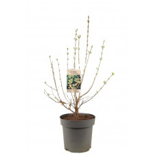 chimonanthe 80/100 cm en pot de 12 litres