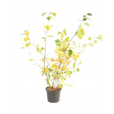 amélanchier feuillage automnale devenant rouge orange