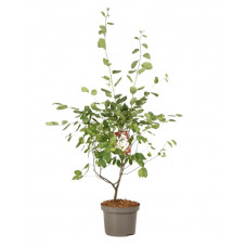 amélanchier de Lamarck 100/120 cm pot de 7.5 litres