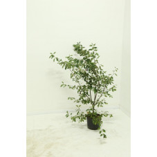 amélanchier de Lamarck 100/120 cm en pot de 4 litres