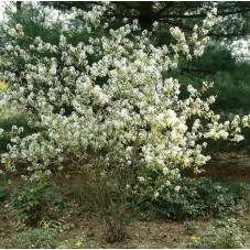 amélanchier de Lamarck en fleurs en avril mai
