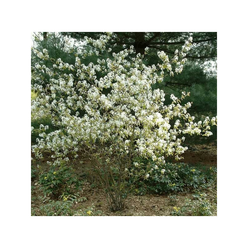 amélanchier de Lamarck en fleurs en avril mai amélanchier de Lamarck en fleurs en avril mai