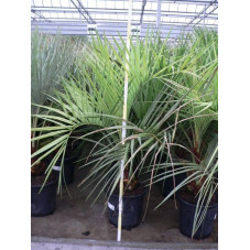 Butia capitata (palmier)