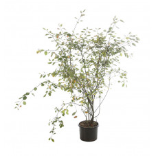 amélanchier de Lamarck 150 cm pot de 30 litres