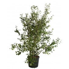 amélanchier de Lamarck en grosse touffe 175/200 cm pot de 45 litres