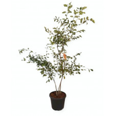 amélanchier de Lamarck 200/250 cm pot de 70 litres