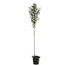 amélanchier lamarckii en haute tige circonférence 8/10 cm en pot de 25 litres