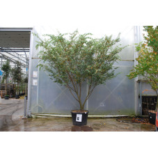 zelkova serrata grande taille 350 cm pot de 180 litres