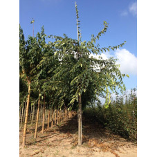 Zelkova serrata grande taille tige circ. 18/20 cm en motte grillagée