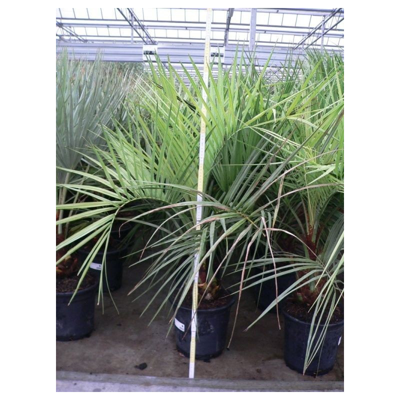 Butia capitata (palmier)