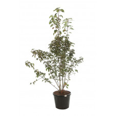 arbre aux mouchoirs - davidia 250/300 cm pot de 80 litres - gros sujet