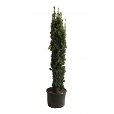 if fastigié doré en 125/140 cm pot de 32 litres