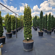 if fastigié doré gros sujet en 175/200 cm pot de 110 litres