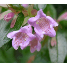 fleures de l'abélia Edward Goucher - floraison estivale de juin à septembre