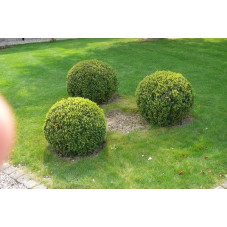 Buxus sempervirens boule