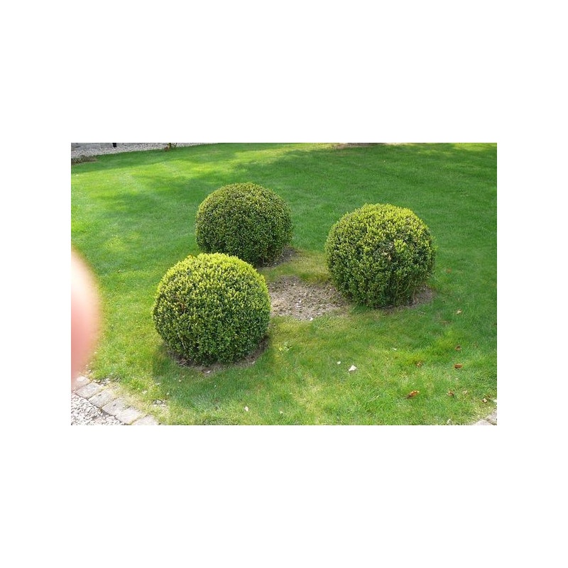 Buxus sempervirens boule