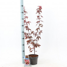 érable pourpre du Japon en pot de 2 litres 40 cm