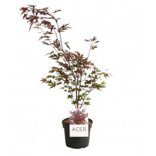 érable pourpre du Japon 50 cm pot de 4 litres