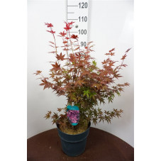 érable pourpre du Japon 90 cm pot de 12 litres