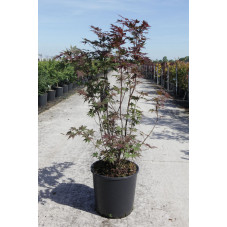 érable pourpre du Japon 150 cm pot de 18 litres