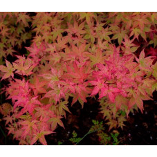 acer opalmatum Beni Maiko - érable japonais  lisse feuillage à l'automne