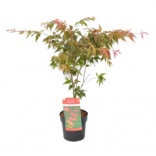 érable japonais lisse - acer palmatum Beni Maiko 50 cm en pot de 3 litres