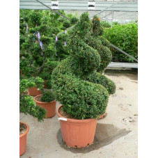 Buxus sempervirens spirale